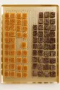 Plateau pâtes de fruit.webp